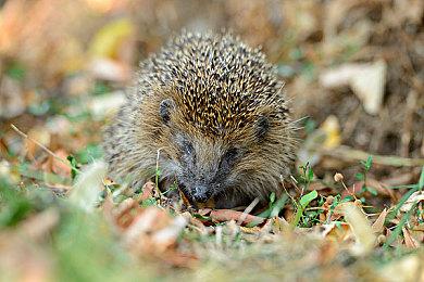 恐怖电影《寂静之地》改编游戏公布 杀机四伏让人窒息